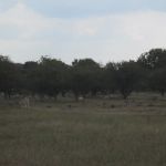 Veel reeën, damherten en aalscholvers gespot in de AWD